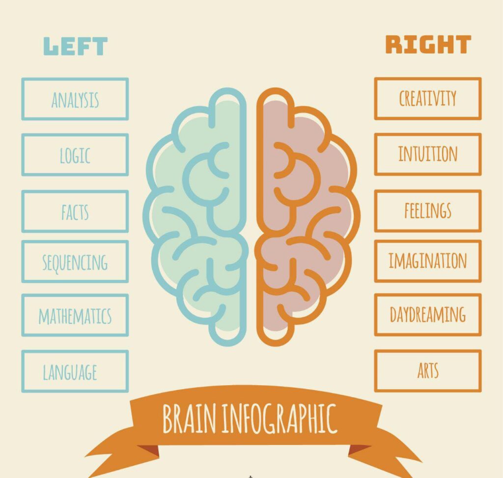 Human Brain Function - Aadharsheela